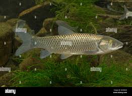 Image result for Ctenopharyngodon idella