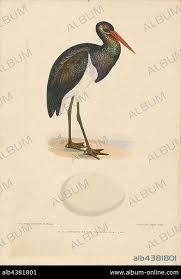 Attēlu rezultāti vaicājumam “Ciconia nigra adult”