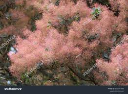 Attēlu rezultāti vaicājumam “Cotinus coggygria”