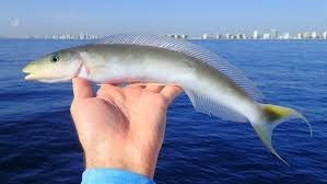 Image result for Malacanthus plumieri