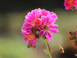 Image result for Bitterwurz