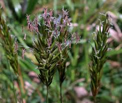 Attēlu rezultāti vaicājumam “Anthoxanthum odoratum flower”