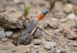Attēlu rezultāti vaicājumam “Ammophila sp.”