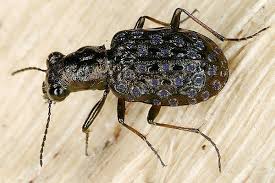 Attēlu rezultāti vaicājumam “Elaphrus cupreus”