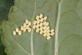 Attēlu rezultāti vaicājumam “Zygaena sp.”