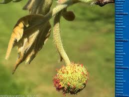 Attēlu rezultāti vaicājumam “Platanus x hispanica (syn. Platanus x acerifolia)”