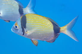 Image result for Diplodus