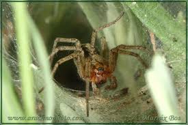 Attēlu rezultāti vaicājumam “Agelena labyrinthica”