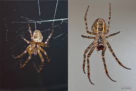 Attēlu rezultāti vaicājumam “Metellina merianae”