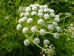 Attēlu rezultāti vaicājumam “Umbelliferae”