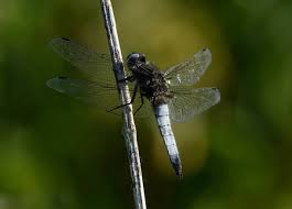 Attēlu rezultāti vaicājumam “Libellula fulva”