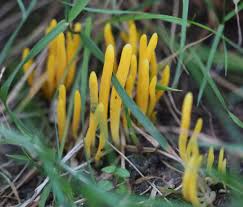 Attēlu rezultāti vaicājumam “Clavulinopsis helvola”