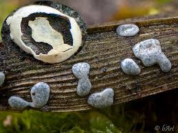 Attēlu rezultāti vaicājumam “Didymium difforme”