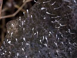 Attēlu rezultāti vaicājumam “Typhula setipes”