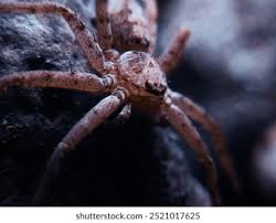 Attēlu rezultāti vaicājumam “Philodromidae”