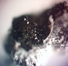 Attēlu rezultāti vaicājumam “Diderma subviridifuscum var. macrospora* macro”