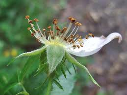 Attēlu rezultāti vaicājumam “Rosa subcanina leaf”