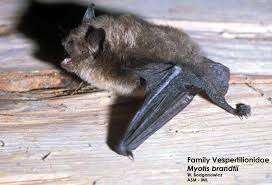 Attēlu rezultāti vaicājumam “Myotis brandtii”