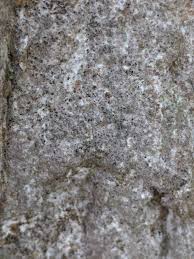 Attēlu rezultāti vaicājumam “Opegrapha rufescens”