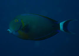 Image result for Acanthurus blochii