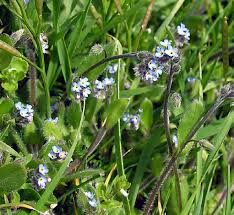 Attēlu rezultāti vaicājumam “Myosotis ramosissima flower”