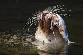 Image result for Phoca vitulina