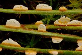 Attēlu rezultāti vaicājumam “Coleosporium sp.”