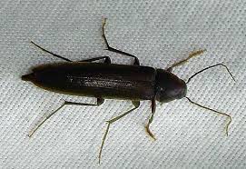 Attēlu rezultāti vaicājumam “Melandryidae”