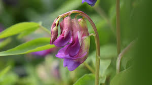 Attēlu rezultāti vaicājumam “Lathyrus vernus”