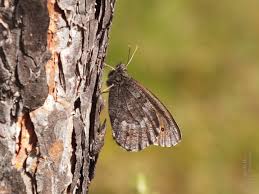 Attēlu rezultāti vaicājumam “Oeneis jutta”
