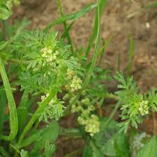 Attēlu rezultāti vaicājumam “Enteridium liceoides young”