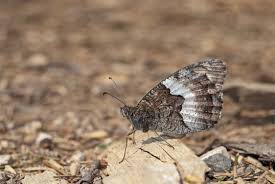 Attēlu rezultāti vaicājumam “Hipparchia alcyone underside”