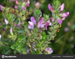 Attēlu rezultāti vaicājumam “Ononis arvensis”