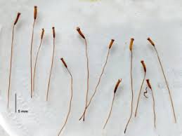 Attēlu rezultāti vaicājumam “Atrichum flavisetum”