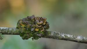 Attēlu rezultāti vaicājumam “Cetraria sepincola”