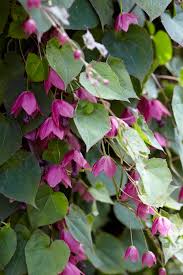 Image result for Rhodochiton atrosanguineum