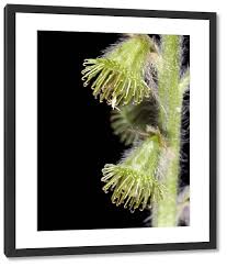 Attēlu rezultāti vaicājumam “Agrimonia eupatoria fruit”