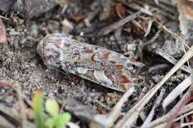 Attēlu rezultāti vaicājumam “Panolis flammea”