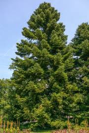 Attēlu rezultāti vaicājumam “Abies sibirica”