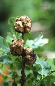 Attēlu rezultāti vaicājumam “Biorhiza pallida”