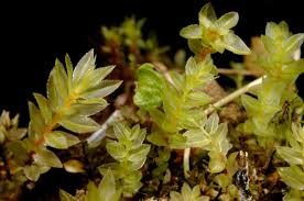 Attēlu rezultāti vaicājumam “Mnium lycopodioides”