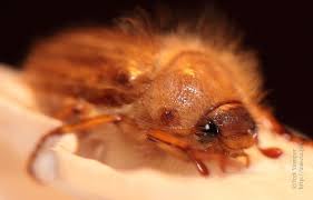 Attēlu rezultāti vaicājumam “Amphimallon solstitiale imago”