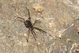 Attēlu rezultāti vaicājumam “Opiliones”