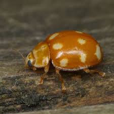 Attēlu rezultāti vaicājumam “Calvia decemguttata imago”