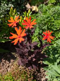 Attēlu rezultāti vaicājumam “Silene x arkwrightii Vesuvius”