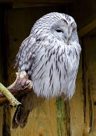 Attēlu rezultāti vaicājumam “Strix uralensis adult”