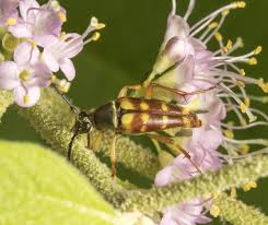 Attēlu rezultāti vaicājumam “Eulithis sp.”