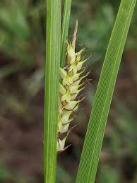 Attēlu rezultāti vaicājumam “Carex vesicaria”