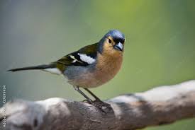 Attēlu rezultāti vaicājumam “Fringilla coelebs”