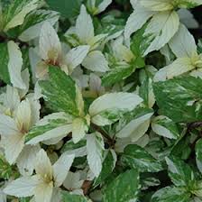 Attēlu rezultāti vaicājumam “Mentha x piperita”